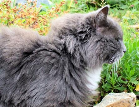 Side view of long-haired grey cat, resting on a garden wall.  The relaxed calmness of the cat contrasts with the rough, tangled-looking fur.  Quarter page size 1650 x 1275px (300ppi); prints at 5.5 x 4.25"