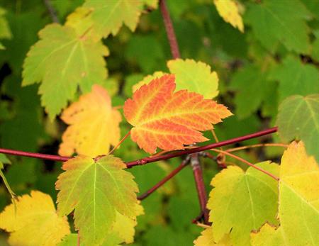 A single red-and-gold maple leaf is the focal point of a mass of green and yellow leaves.  Symbol of autumn, of change, of individuality, of standing out from the crowd.  Quarter-page size 1650 x 1275px (300ppi); prints at 5.5 x 4.25".