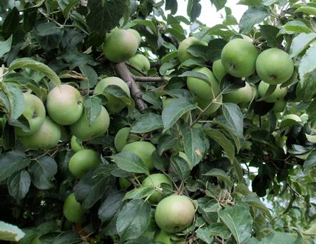 A healthy, growing crop of crisp, green apples cluster along the branches of the tree.  Quarter-Page size 300ppi, 1650 x 1275px; prints at 5.5 x 4.25".
