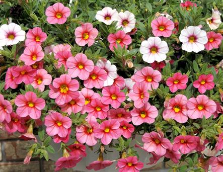 Close-up of a hanging basket full of pink and white Calibrachoa (also called Million Bells).  Each flower has five rounded petals and a deep, yellow throat.  Full Page size 3300 x 2550px (300ppi); prints at 11 x 8.5".