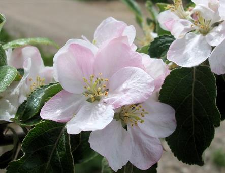 Sprinkled with raindrops, open apple blossoms are white, washed with delicate pink tones.  Quarter-Page size 300ppi, 1650 x 1275px; prints at 5.5 x 4.25".