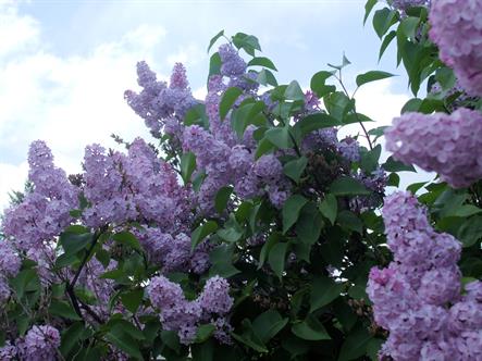 Pale purple lilac flowers bloom lushly against green foliage and bright white-and-blue sky.  Bordered Page size 3000 x 2250px (300ppi); prints at 10 x 7.5".