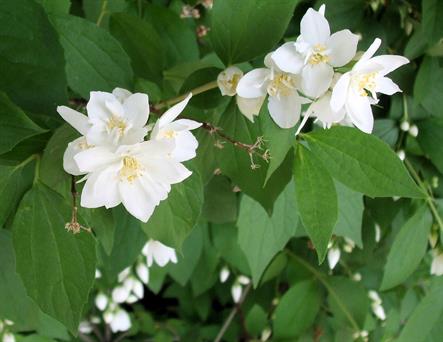 A double cluster of double mock orange blossoms are snow-white against the green leaves.  Good symbol of purity.   Quarter Page size 1650 x 1275px (300ppi), prints at 5.5 x 4.25".
