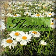 Flower Stock Images badge