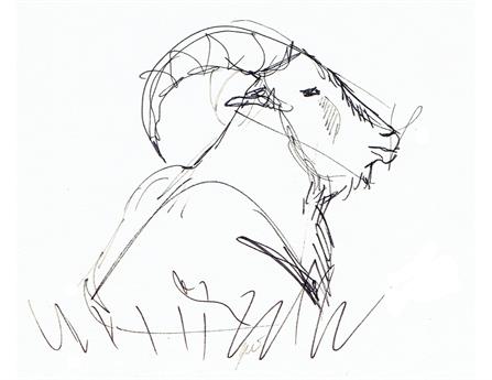 Pen sketch of an Aoudad (also known as a Barbary Sheep or wild goat), lying down. Drawn from life. Quarter Page size 1650 x 1275px (300ppi).  Actual image size 5.5 x 4.25".