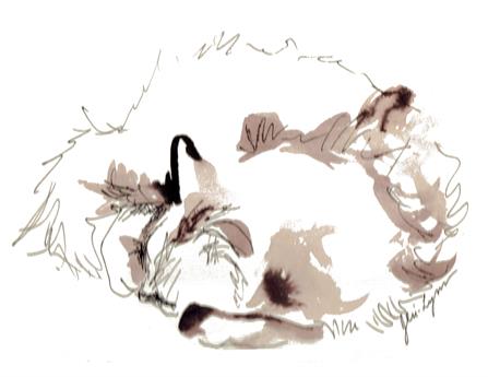 Loose line and wash drawing of Max the long-haired cat, curled up asleep.  Quarter Page size, 1650 x 1275px (300ppi).  Actual image size 5.5 x 4.25".