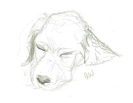 Pencil drawing of the head of my sleeping Irish setter puppy, Shawna.  Quarter Page size, 1650 x 1275px (300ppi).  Actual image size 55 x 4.25".