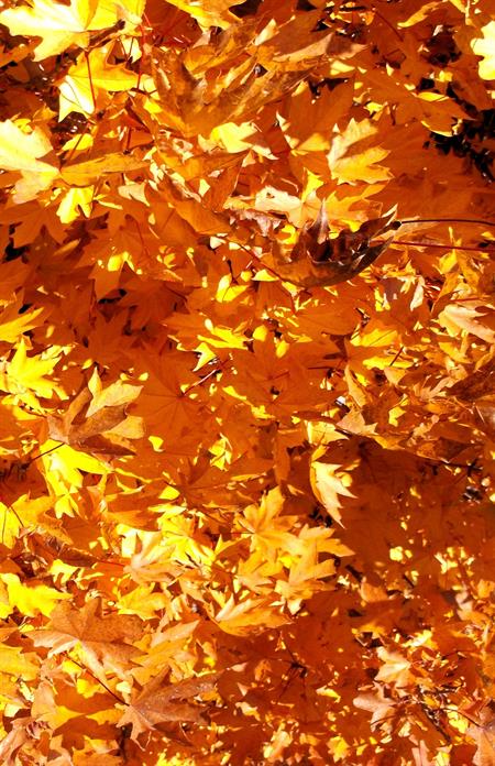 Brilliant yellow and gold maple leaves form a lively pattern.  Sunny and warm.  Half-page size 1650 x 2550px (300ppi).  Actual image size 5.5 x 8.5".