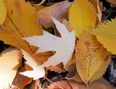 A single pale maple leaf lies in the shade on a surface of dead yellow leaves.  Symbolic of change, age, loss, time passing, mortality.  Quarter-page size 1650 x 1275px (300ppi).  Actual image size 5.5 x 4.25".
