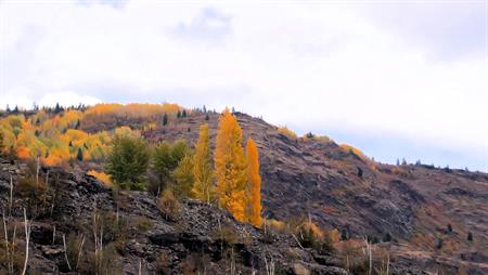 Three brilliant gold Lombardy poplars, backed by the gold of distant birch trees, lend autumn colour to a bare, rocky slope.  The white trunks of leafless birches make accent marks on the slopes below.  YouTube slideshow size 1280 x 720px.
