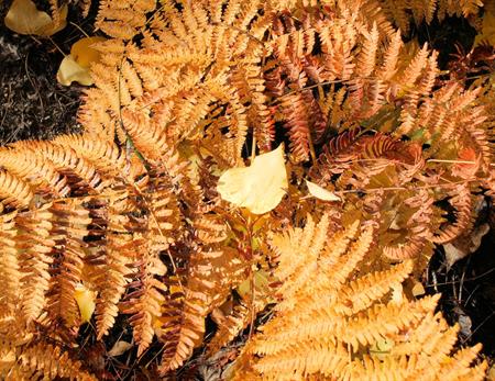 Coppery bracken fronds form a complex swirling pattern around a single bright-yellow poplar leaf.  Very textured image with a clear focal point.  Good autumn image.  Quarter-Page size 300ppi, 1650 x 1275px.  Actual image size 5.5 x 4.25.