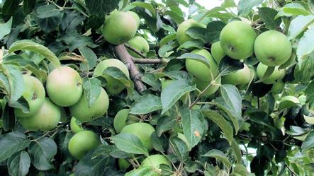 A healthy crop of crisp, green apples is just starting to ripen on the tree.  Same as "Small Green Apples On Tree 1", but sized for online use in slideshows.  YouTube Slide size 1280 x 720px.
