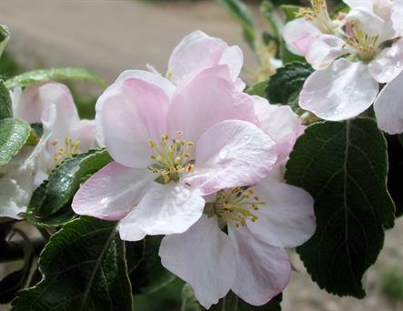 Sprinkled with raindrops, open apple blossoms are white, washed with delicate pink tones.  Quarter-Page size 300ppi, 1650 x 1275px.  Actual image size 5.5 x 4.25".