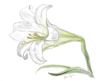 Delicate pencil and coloured pencil drawing of the pure white trumpet of an Easter lily flower, with the curves of the trumpet-shaped blossom echoed by the green leaves.  From life.  Quarter Page size 1650 x 1275px (300ppi).  Actual image size 5.5 x 4.25".