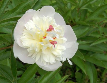 Pure white peony blossom with frilly petals, gold-toned centre and pink central accents.  Background of green leaves.  Full page size 3300 x 2550px (300ppi).  Actual image size 11 x 8.5".