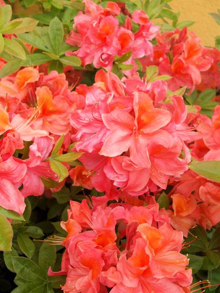 An abundance of salmon-pink rhododendrons with splashes of orange.  Bordered Page size 2250 x 3000px (300ppi).  Actual image size 7.5 x 10".