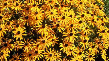 A plethora of brown-eyed Susans shines golden in the August sunlight.  Sized for online use in slideshows.  YouTube slideshow size 1280 x 720px.