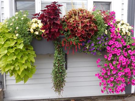 A lush display of window box plants ranges from petunias to begonias to coleus and more.  Flowers from pale yellow to pink to purple to red, and foliage from yellow-green to green to dark red overflow against a white wall.  Bordered Page size 3000 x 2250px (300ppi).  Actual image size 10 x 7.5".