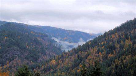 Cool autumn weather brings wisps of cloud, nestling in a bowl in the mountains under a grey sky.  Dark evergreens are highlighted by touches of autumn gold.  Feelings of wilderness and autumn melancholy.  YouTube Slideshow size 1280 x 720px.