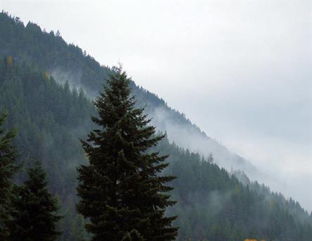 The triangular shape of a forested mountain slope fades into mist behind a lone evergreen.  Soft triangular shapes and diagonal lines, strong contrast between dark trees and pale mist.   Quarter-Page size 300ppi, 1650 x 1275px.  Actual image size 5.5 x 4.25".
